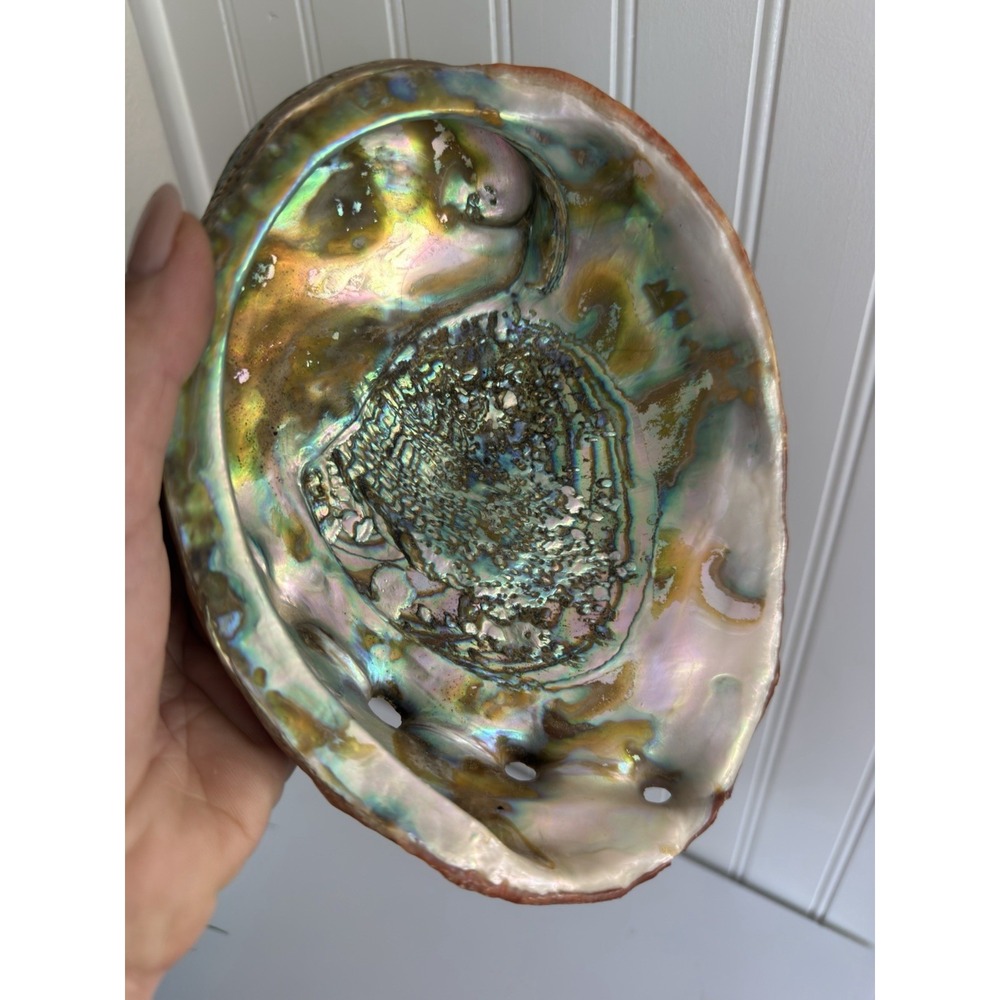 Large 8" Red Abalone Shell Mother of Pearl Coastal Beach Decor Specimen